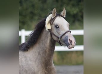 Duitse rijpony, Merrie, 4 Jaar, 142 cm