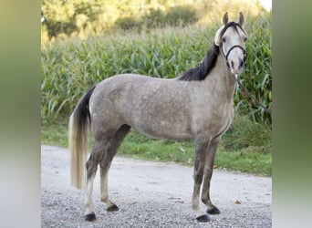 Duitse rijpony, Merrie, 4 Jaar, 142 cm