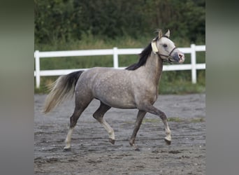 Duitse rijpony, Merrie, 4 Jaar, 142 cm
