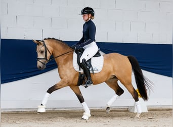 Duitse rijpony, Merrie, 4 Jaar, 142 cm, Falbe