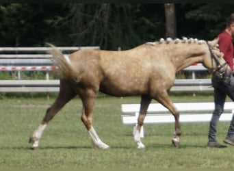 Duitse rijpony, Merrie, 4 Jaar, 142 cm, Palomino