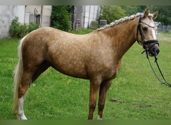 Duitse rijpony, Merrie, 4 Jaar, 142 cm, Palomino