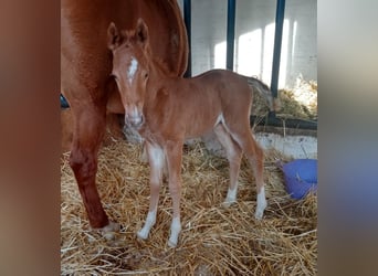 Duitse rijpony, Merrie, 4 Jaar, 142 cm, Vos