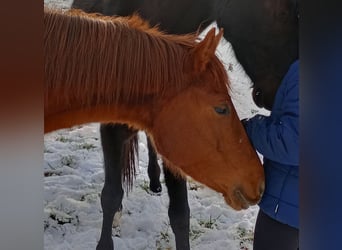 Duitse rijpony, Merrie, 4 Jaar, 142 cm, Vos
