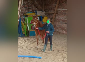 Duitse rijpony, Merrie, 4 Jaar, 142 cm, Vos