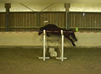 Duitse rijpony, Merrie, 4 Jaar, 143 cm, Bruin