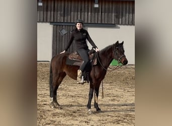 Duitse rijpony, Merrie, 4 Jaar, 143 cm, Bruin