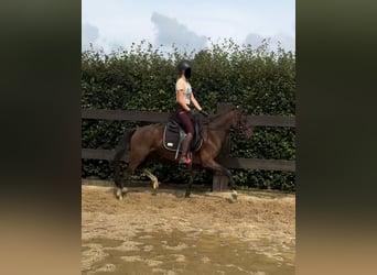 Duitse rijpony, Merrie, 4 Jaar, 143 cm, Bruin