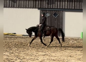 Duitse rijpony, Merrie, 4 Jaar, 143 cm, Bruin