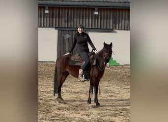 Duitse rijpony, Merrie, 4 Jaar, 143 cm, Bruin