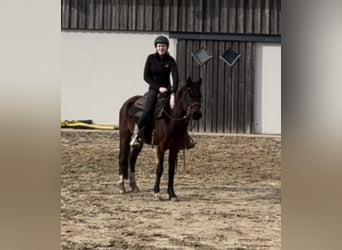 Duitse rijpony, Merrie, 4 Jaar, 143 cm, Bruin