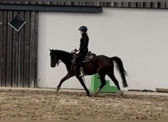 Duitse rijpony, Merrie, 4 Jaar, 143 cm, Bruin