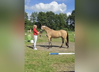 Duitse rijpony, Merrie, 4 Jaar, 143 cm, Buckskin