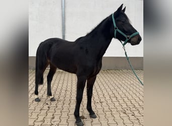 Duitse rijpony, Merrie, 4 Jaar, 143 cm, Donkerbruin