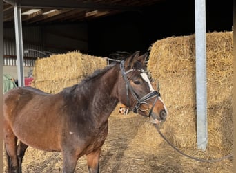 Duitse rijpony, Merrie, 4 Jaar, 143 cm, Donkerbruin