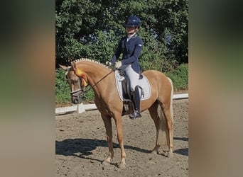 Duitse rijpony, Merrie, 4 Jaar, 143 cm, Palomino