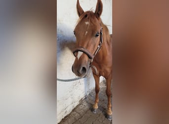 Duitse rijpony, Merrie, 4 Jaar, 143 cm, Vos