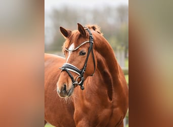 Duitse rijpony, Merrie, 4 Jaar, 143 cm, Vos