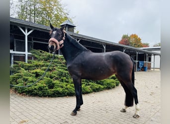 Duitse rijpony, Merrie, 4 Jaar, 144 cm, Donkerbruin