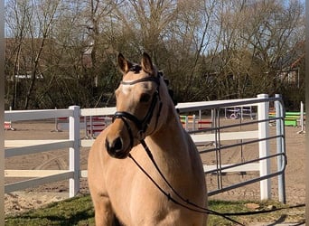 Duitse rijpony, Merrie, 4 Jaar, 144 cm, Falbe