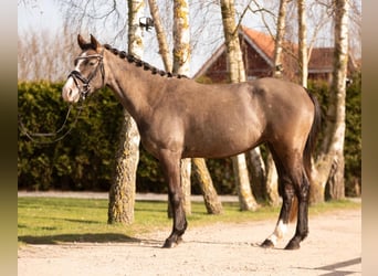 Duitse rijpony, Merrie, 4 Jaar, 144 cm, kan schimmel zijn
