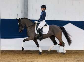 Duitse rijpony, Merrie, 4 Jaar, 144 cm, Zwart