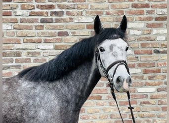 Duitse rijpony, Merrie, 4 Jaar, 145 cm, Appelschimmel