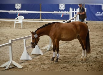 Duitse rijpony, Merrie, 4 Jaar, 145 cm, Bruin