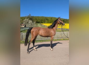 Duitse rijpony Mix, Merrie, 4 Jaar, 145 cm, Bruin