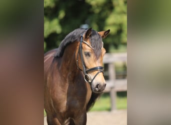 Duitse rijpony, Merrie, 4 Jaar, 145 cm, Buckskin