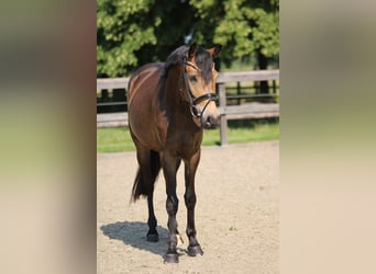 Duitse rijpony, Merrie, 4 Jaar, 145 cm, Buckskin