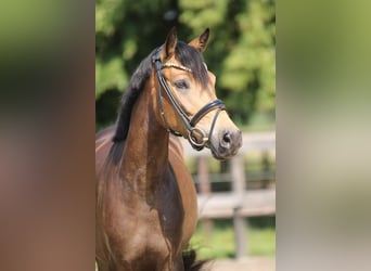 Duitse rijpony, Merrie, 4 Jaar, 145 cm, Buckskin