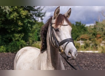 Duitse rijpony, Merrie, 4 Jaar, 145 cm, Buckskin