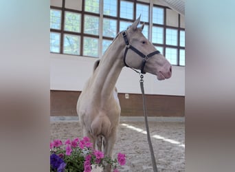 Duitse rijpony, Merrie, 4 Jaar, 145 cm, Champagne
