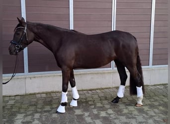 Duitse rijpony, Merrie, 4 Jaar, 145 cm, Donkere-vos