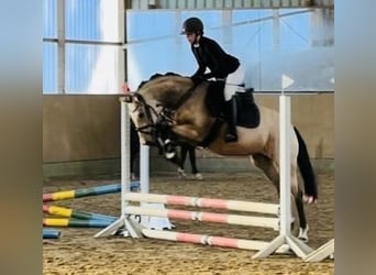 Duitse rijpony, Merrie, 4 Jaar, 145 cm, Falbe