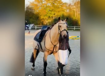 Duitse rijpony, Merrie, 4 Jaar, 145 cm, Falbe