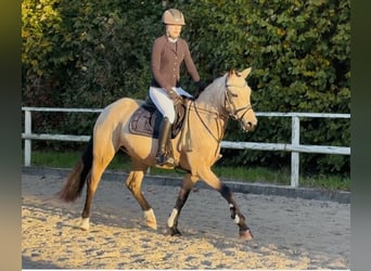 Duitse rijpony, Merrie, 4 Jaar, 145 cm, Falbe