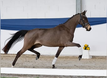 Duitse rijpony, Merrie, 4 Jaar, 145 cm, Falbe