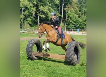 Duitse rijpony, Merrie, 4 Jaar, 145 cm, Falbe