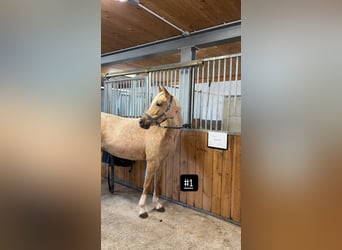 Duitse rijpony, Merrie, 4 Jaar, 145 cm, Palomino