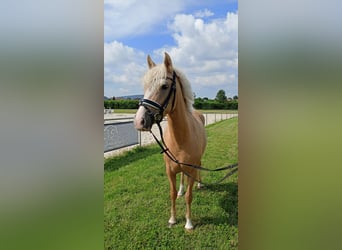 Duitse rijpony, Merrie, 4 Jaar, 145 cm, Palomino