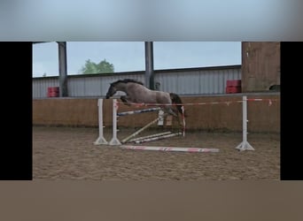 Duitse rijpony, Merrie, 4 Jaar, 145 cm, Roan-Red