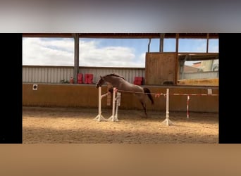 Duitse rijpony, Merrie, 4 Jaar, 145 cm, Roan-Red