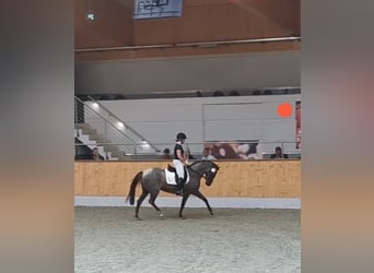Duitse rijpony, Merrie, 4 Jaar, 145 cm, Roan-Red