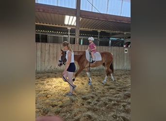 Duitse rijpony, Merrie, 4 Jaar, 145 cm, Vos