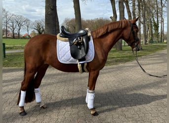Duitse rijpony, Merrie, 4 Jaar, 145 cm, Vos