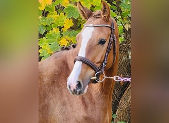 Duitse rijpony, Merrie, 4 Jaar, 145 cm, Vos