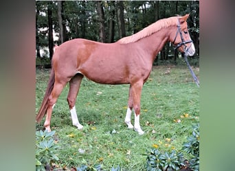 Duitse rijpony, Merrie, 4 Jaar, 145 cm, Vos