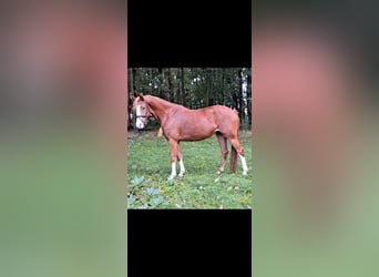 Duitse rijpony, Merrie, 4 Jaar, 145 cm, Vos